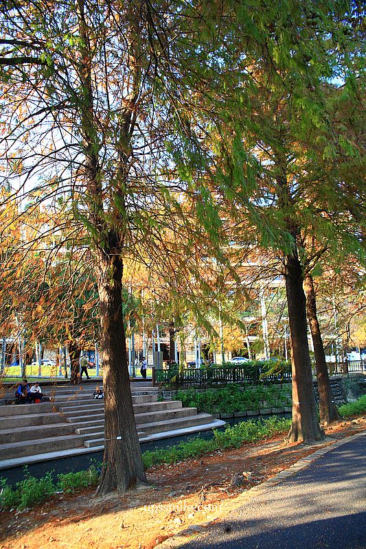 士林官邸落羽松2026，台北落羽松推薦，士林官邸交通