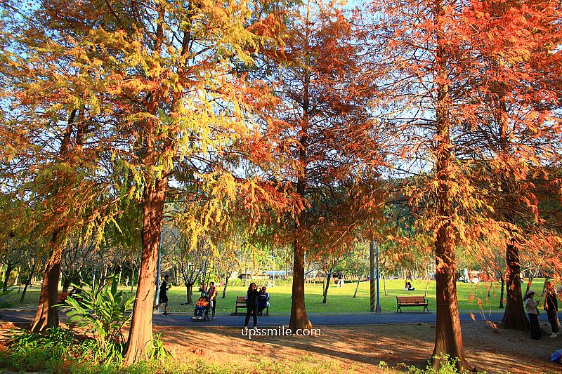 士林官邸落羽松2026，台北落羽松推薦，士林官邸交通