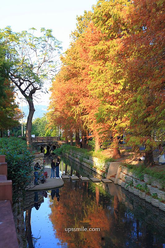 士林官邸落羽松2026，台北落羽松推薦，士林官邸交通