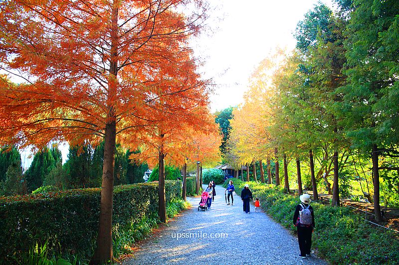 青青食尚花園會館落羽松，台北落羽松秘境2026，士林婚宴會館落羽松推薦