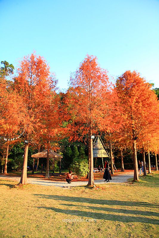 青青食尚花園會館落羽松，台北落羽松秘境2026，士林婚宴會館落羽松推薦