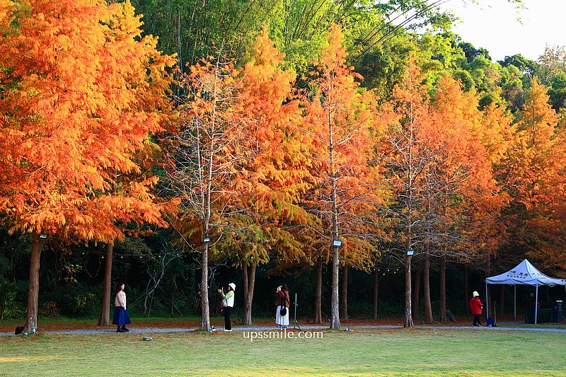 青青食尚花園會館落羽松，台北落羽松秘境2026，士林婚宴會館落羽松推薦