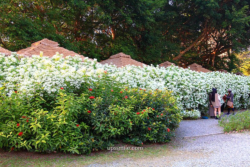 青青食尚花園會館落羽松，台北落羽松秘境2026，士林婚宴會館落羽松推薦