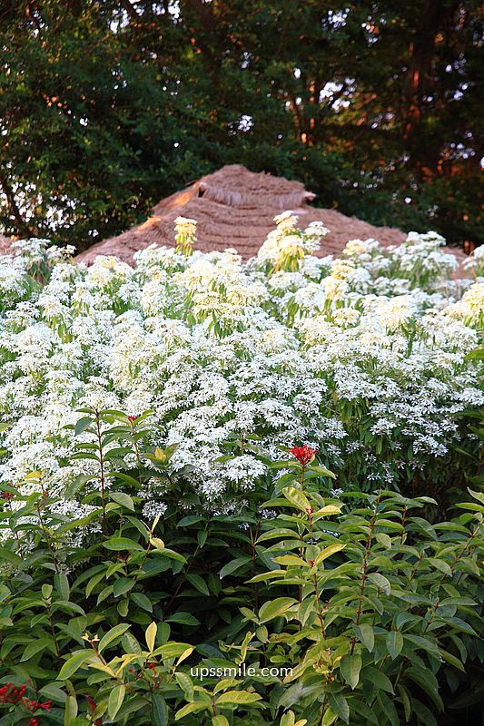 青青食尚花園會館落羽松，台北落羽松秘境2026，士林婚宴會館落羽松推薦
