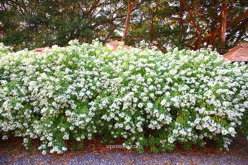 青青食尚花園會館落羽松，台北落羽松秘境2026，士林婚宴會館落羽松推薦