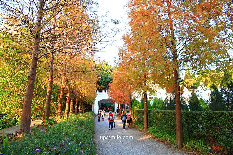 青青食尚花園會館落羽松，台北落羽松秘境2026，士林婚宴會館落羽松推薦