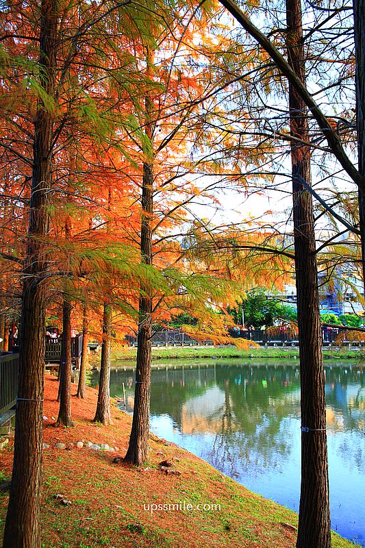 原住民文化主題公園落羽松，士林落羽松推薦，免門票台北湖畔落羽松秘境