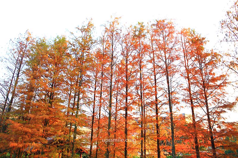 原住民文化主題公園落羽松，士林落羽松推薦，免門票台北湖畔落羽松秘境