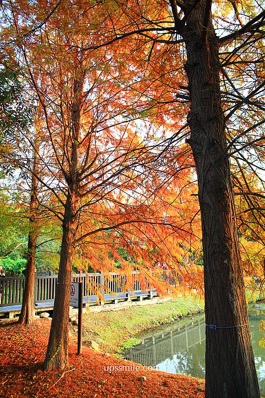 原住民文化主題公園落羽松，士林落羽松推薦，免門票台北湖畔落羽松秘境