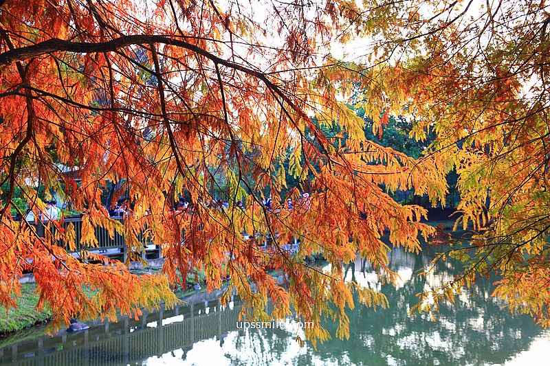 原住民文化主題公園落羽松，士林落羽松推薦，免門票台北湖畔落羽松秘境