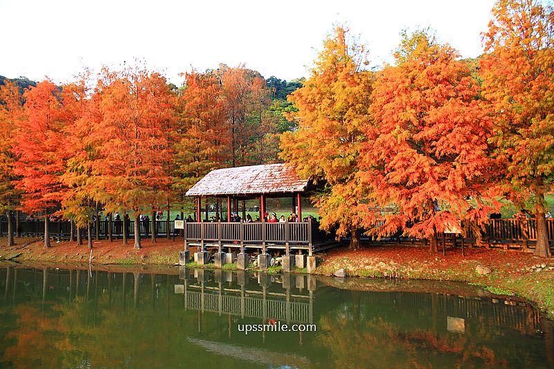 原住民文化主題公園落羽松，士林落羽松推薦，免門票台北湖畔落羽松秘境