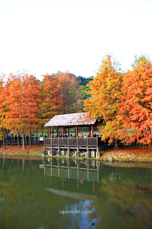 原住民文化主題公園落羽松，士林落羽松推薦，免門票台北湖畔落羽松秘境