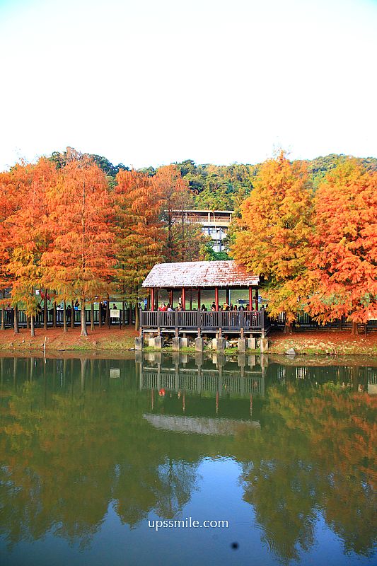原住民文化主題公園落羽松，士林落羽松推薦，免門票台北湖畔落羽松秘境
