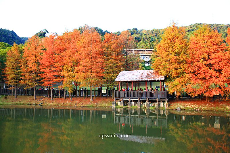 原住民文化主題公園落羽松，士林落羽松推薦，免門票台北湖畔落羽松秘境