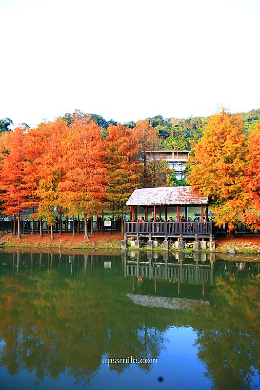 原住民文化主題公園落羽松，士林落羽松推薦，免門票台北湖畔落羽松秘境