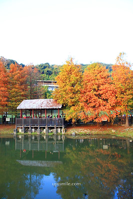 原住民文化主題公園落羽松，士林落羽松推薦，免門票台北湖畔落羽松秘境