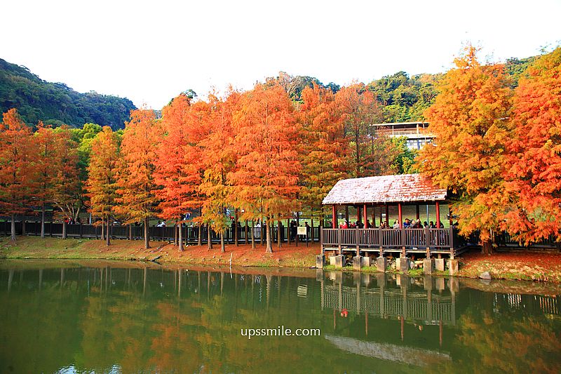 原住民文化主題公園落羽松，士林落羽松推薦，免門票台北湖畔落羽松秘境