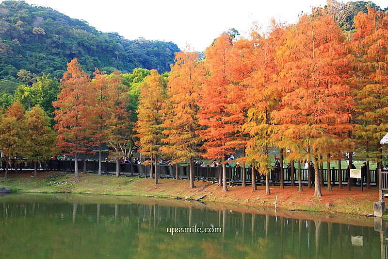 原住民文化主題公園落羽松，士林落羽松推薦，免門票台北湖畔落羽松秘境