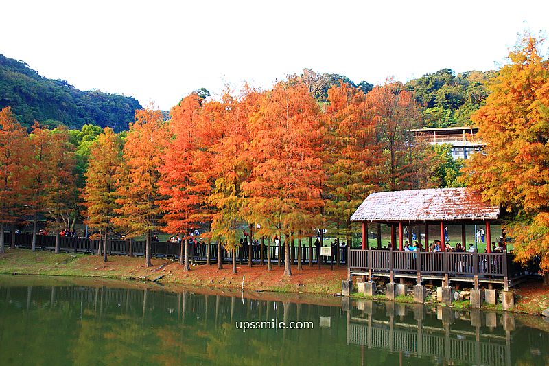 原住民文化主題公園落羽松，士林落羽松推薦，免門票台北湖畔落羽松秘境