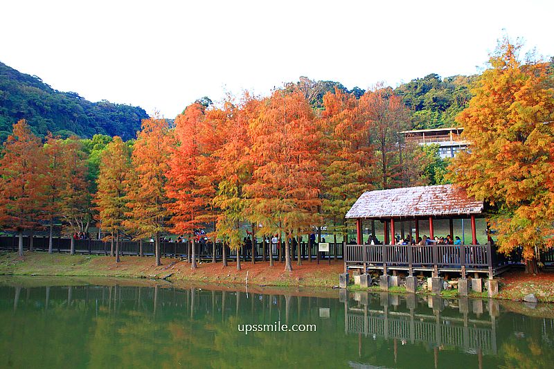 原住民文化主題公園落羽松，士林落羽松推薦，免門票台北湖畔落羽松秘境
