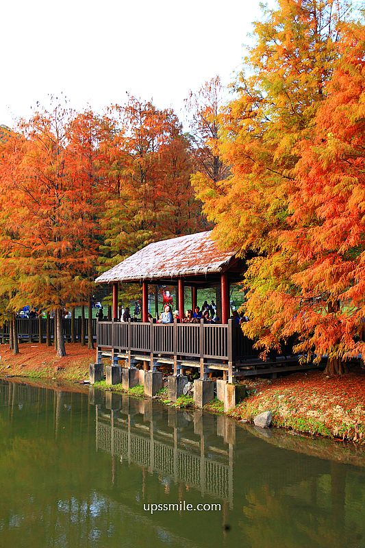 原住民文化主題公園落羽松，士林落羽松推薦，免門票台北湖畔落羽松秘境