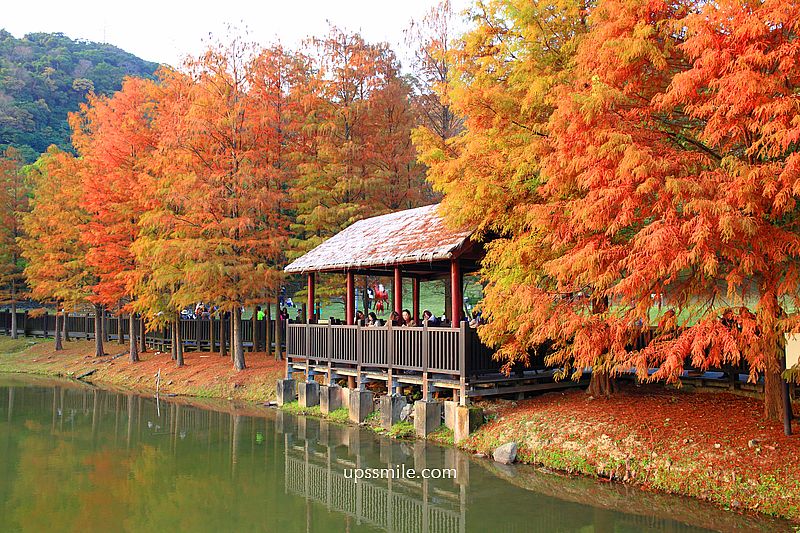 原住民文化主題公園落羽松，士林落羽松推薦，免門票台北湖畔落羽松秘境