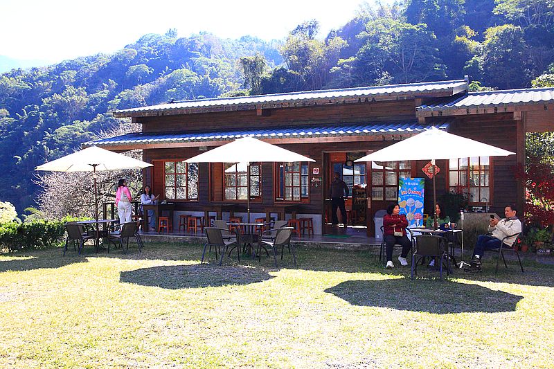 南投梅花推薦【牛稠坑驛站】南投信義鄉梅花秘境，台版琉璃光院