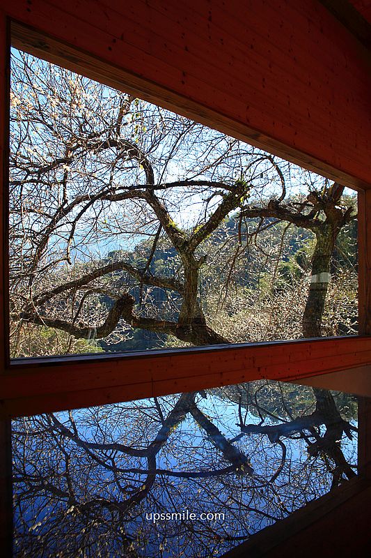 南投梅花推薦【牛稠坑驛站】南投信義鄉梅花秘境，台版琉璃光院