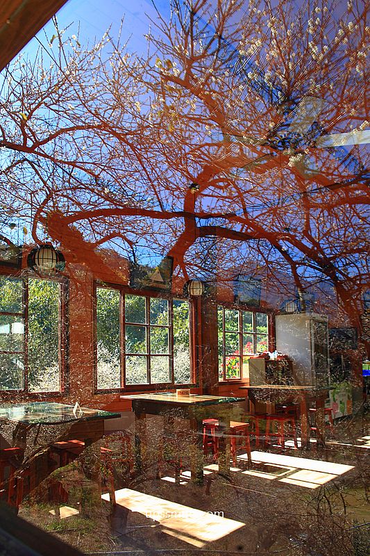 南投梅花推薦【牛稠坑驛站】南投信義鄉梅花秘境，台版琉璃光院