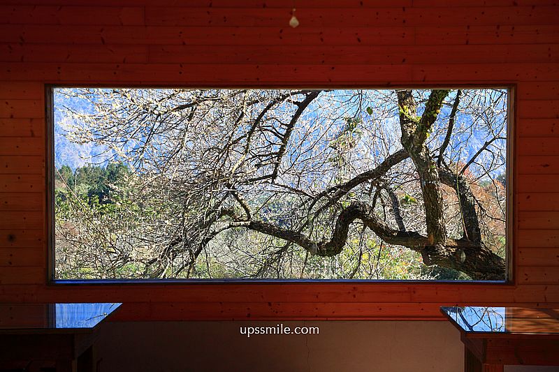 南投梅花推薦【牛稠坑驛站】南投信義鄉梅花秘境，台版琉璃光院