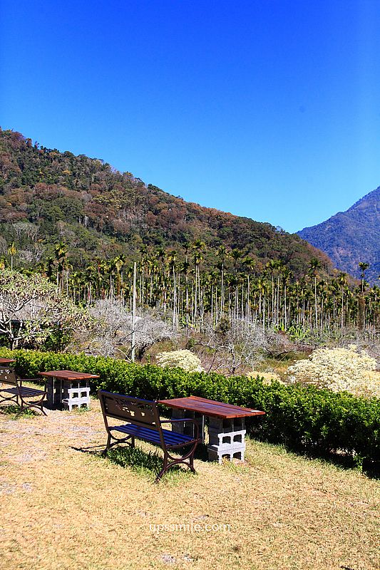 南投梅花推薦【牛稠坑驛站】南投信義鄉梅花秘境，台版琉璃光院