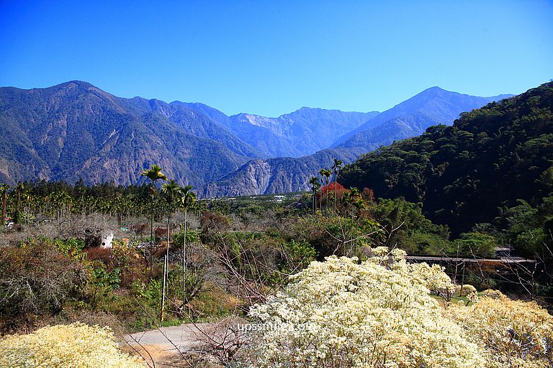 南投梅花推薦【牛稠坑驛站】南投信義鄉梅花秘境，台版琉璃光院