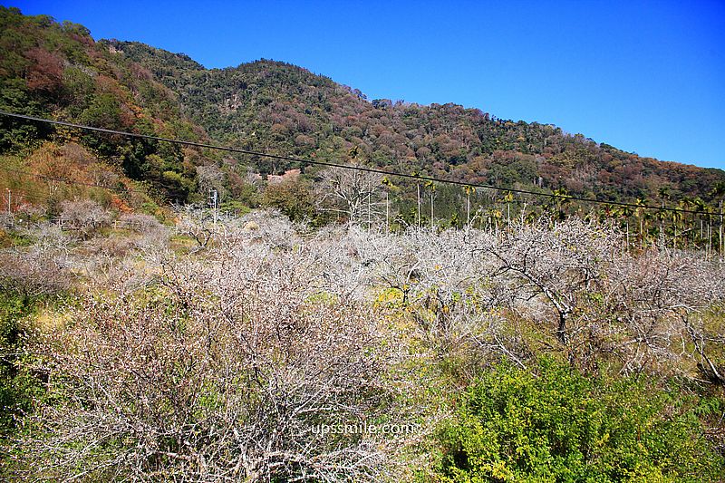 南投梅花推薦【牛稠坑驛站】南投信義鄉梅花秘境，台版琉璃光院