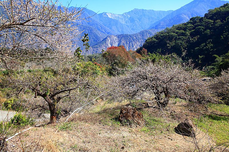 南投梅花推薦【牛稠坑驛站】南投信義鄉梅花秘境，台版琉璃光院