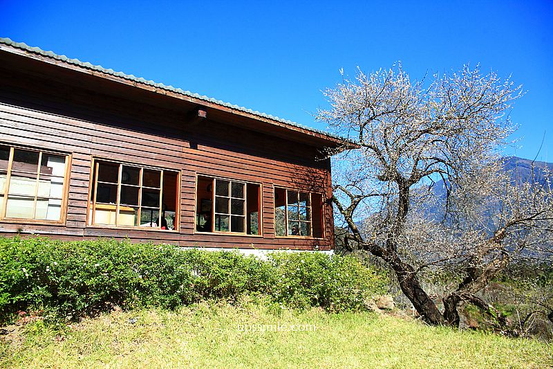 南投梅花推薦【牛稠坑驛站】南投信義鄉梅花秘境，台版琉璃光院