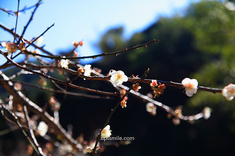 南投梅花推薦【牛稠坑驛站】南投信義鄉梅花秘境，台版琉璃光院