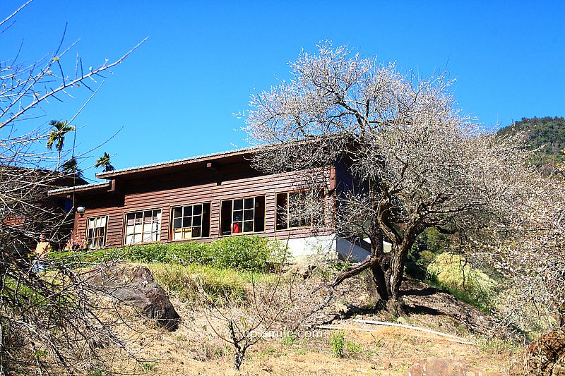 南投梅花推薦【牛稠坑驛站】南投信義鄉梅花秘境，台版琉璃光院