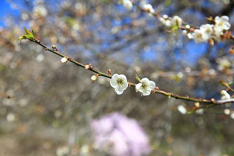 南投梅花推薦【牛稠坑驛站】南投信義鄉梅花秘境，台版琉璃光院