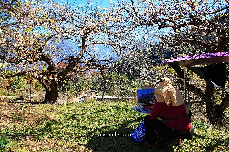 南投梅花推薦【牛稠坑驛站】南投信義鄉梅花秘境，台版琉璃光院
