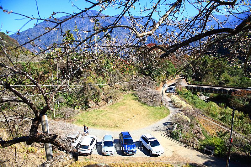 南投梅花推薦【牛稠坑驛站】南投信義鄉梅花秘境，台版琉璃光院
