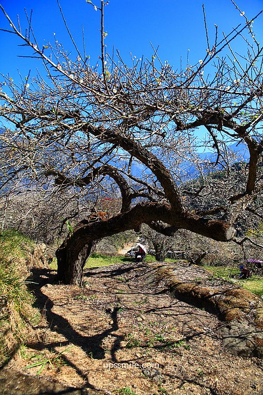 南投梅花推薦【牛稠坑驛站】南投信義鄉梅花秘境，台版琉璃光院