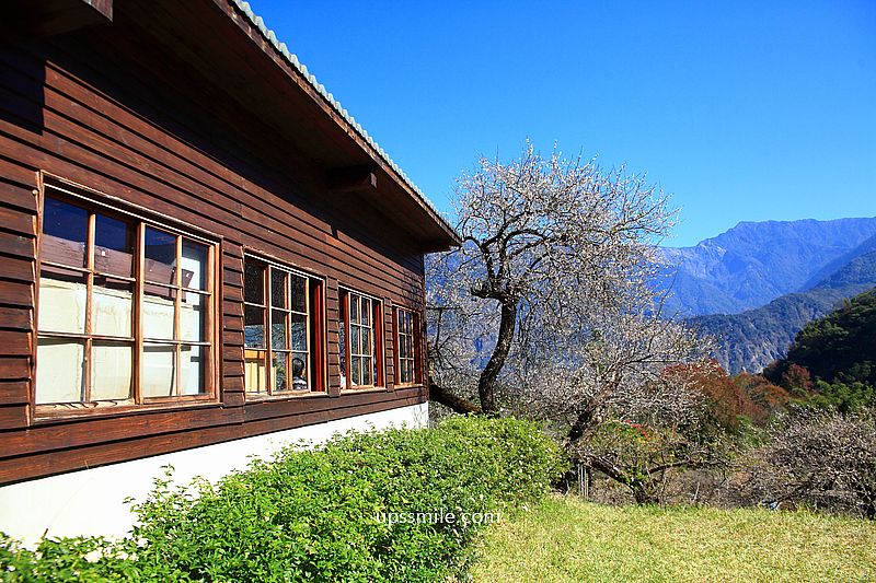 南投梅花推薦【牛稠坑驛站】南投信義鄉梅花秘境，台版琉璃光院