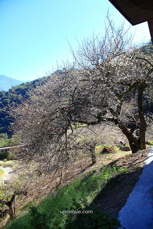 南投梅花推薦【牛稠坑驛站】南投信義鄉梅花秘境，台版琉璃光院