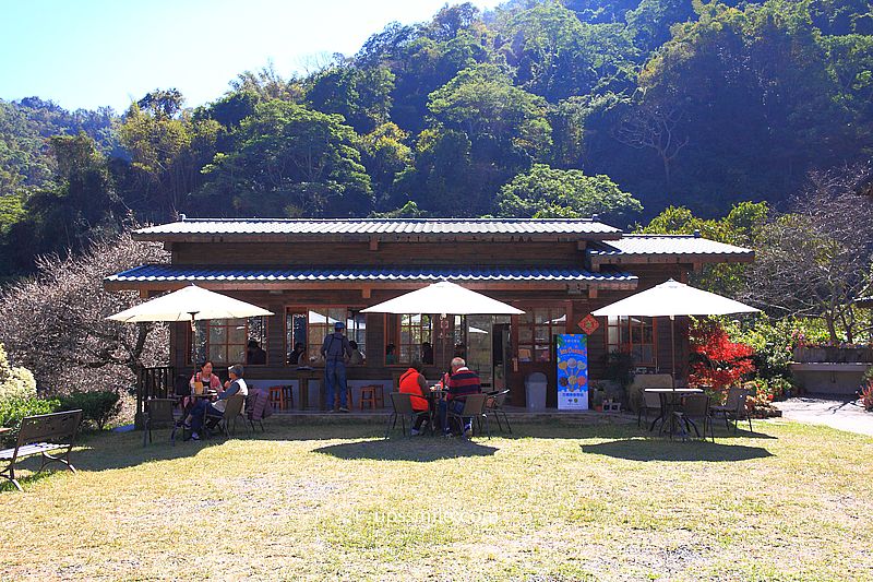 南投梅花推薦【牛稠坑驛站】南投信義鄉梅花秘境，台版琉璃光院