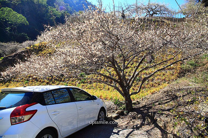 南投梅花推薦【牛稠坑驛站】南投信義鄉梅花秘境，台版琉璃光院