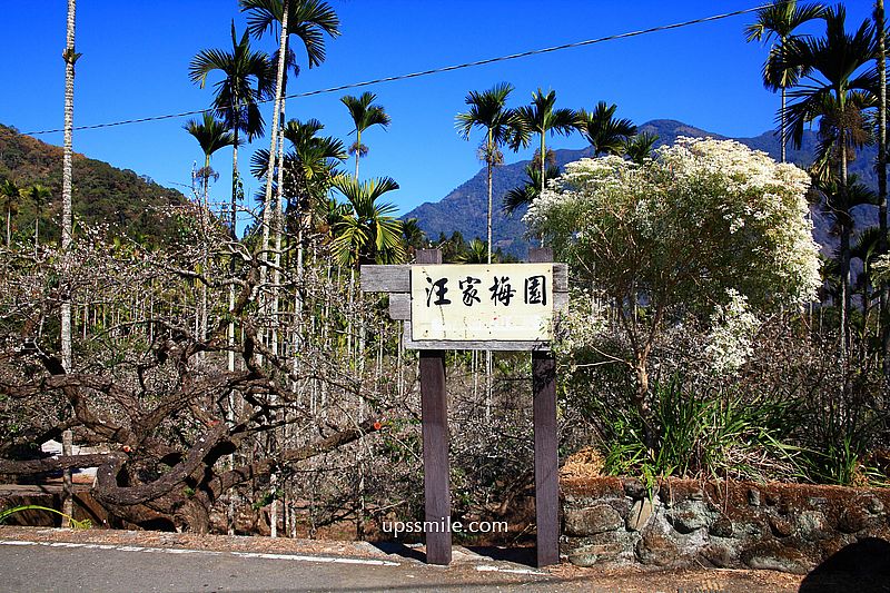 南投梅花推薦【牛稠坑驛站】南投信義鄉梅花秘境，台版琉璃光院