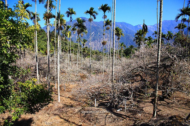 南投梅花推薦【牛稠坑驛站】南投信義鄉梅花秘境，台版琉璃光院