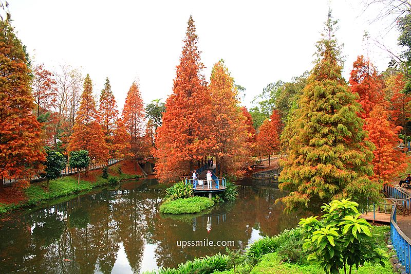 桃園景點【長庚養生文化村落羽松公園】絕美夢幻水上木棧道落羽松秘境 桃園景點【長庚養生文化村落羽松公園】絕美夢幻水上木棧道落羽松秘境