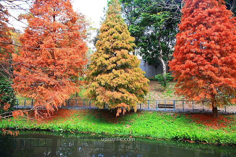 桃園景點【長庚養生文化村落羽松公園】絕美夢幻水上木棧道落羽松秘境 桃園景點【長庚養生文化村落羽松公園】絕美夢幻水上木棧道落羽松秘境