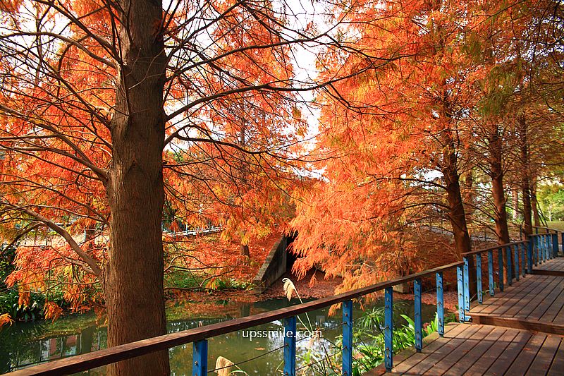 桃園景點【長庚養生文化村落羽松公園】絕美夢幻水上木棧道落羽松秘境 桃園景點【長庚養生文化村落羽松公園】絕美夢幻水上木棧道落羽松秘境